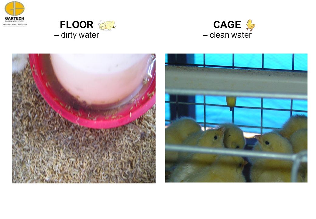 FLOOR – dirty water CAGE – clean water