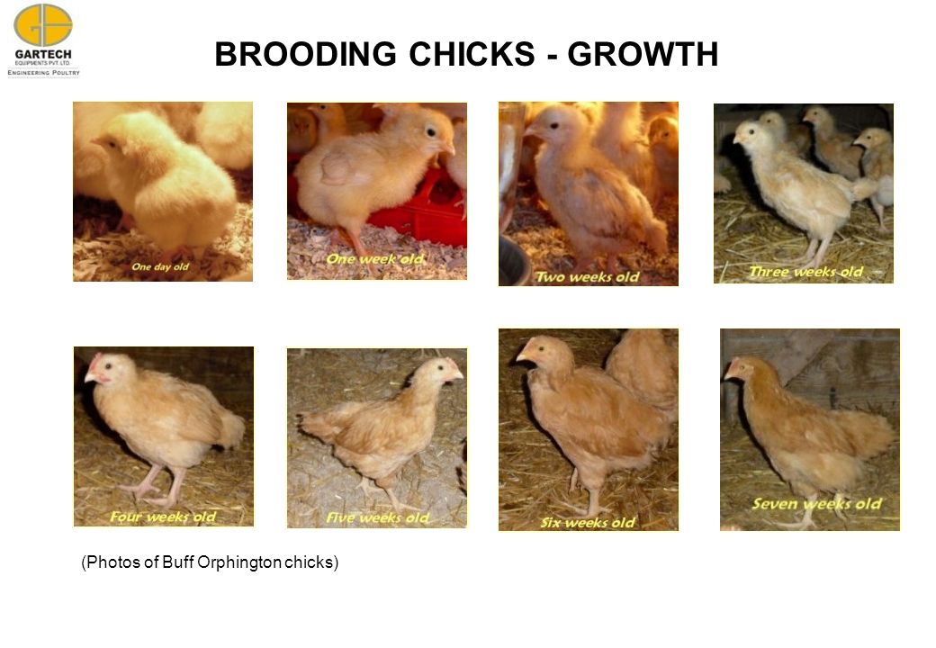 BROODING CHICKS - GROWTH (Photos of Buff Orphington chicks)