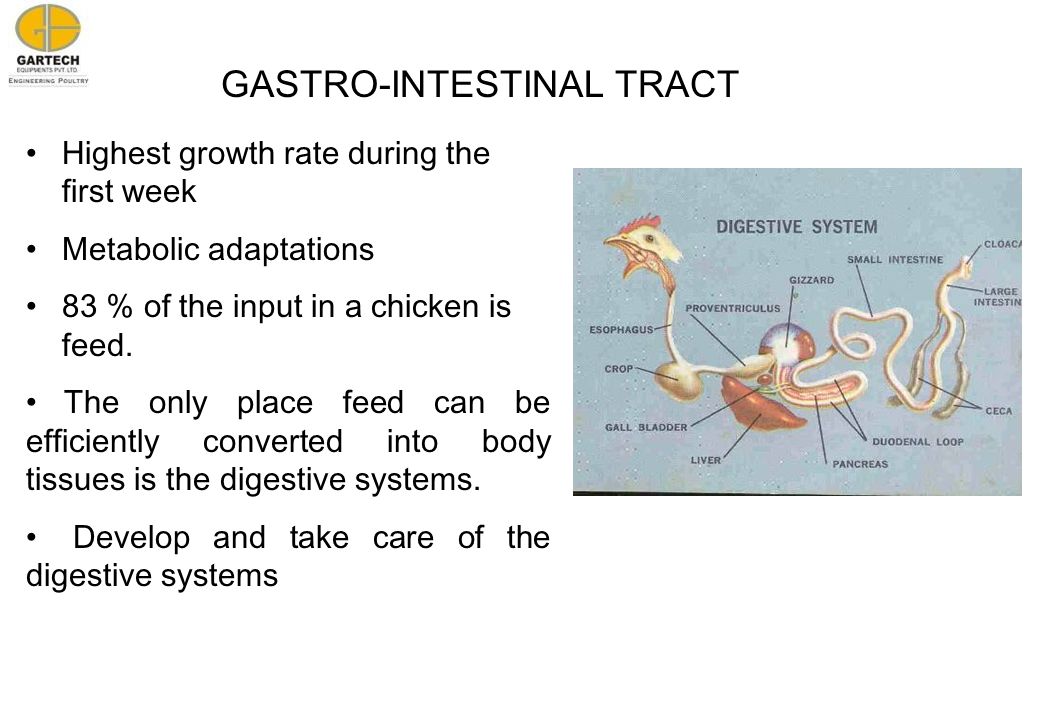 GASTRO-INTESTINAL TRACT Highest growth rate during the first week Metabolic adaptations 83 % of the input in a chicken is feed.