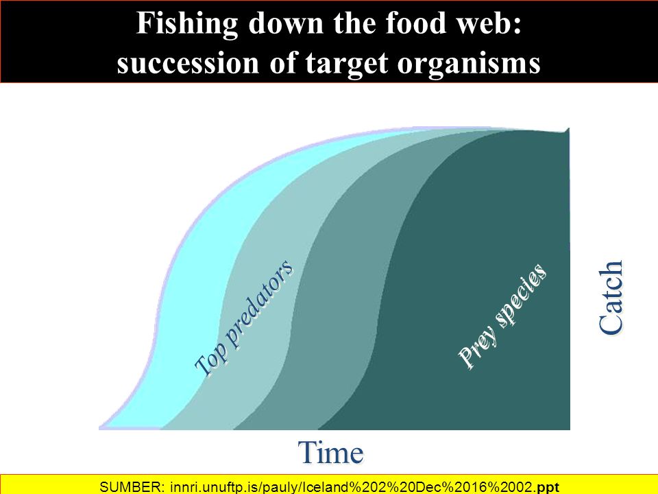 Fishing down the food web: succession of target organisms Time Top predators Prey species Catch SUMBER: innri.unuftp.is/pauly/Iceland%202%20Dec%2016%2002.ppt‎
