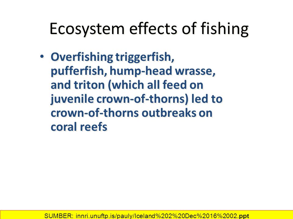 Ecosystem effects of fishing Overfishing triggerfish, pufferfish, hump-head wrasse, and triton (which all feed on juvenile crown-of-thorns) led to crown-of-thorns outbreaks on coral reefs SUMBER: innri.unuftp.is/pauly/Iceland%202%20Dec%2016%2002.ppt‎