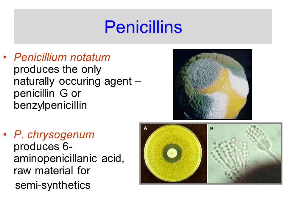 Penicillium chrysogenum. Пенициллин notatum. Penicillin classification. Таксономия пенициллина. Пенициллин на латинском