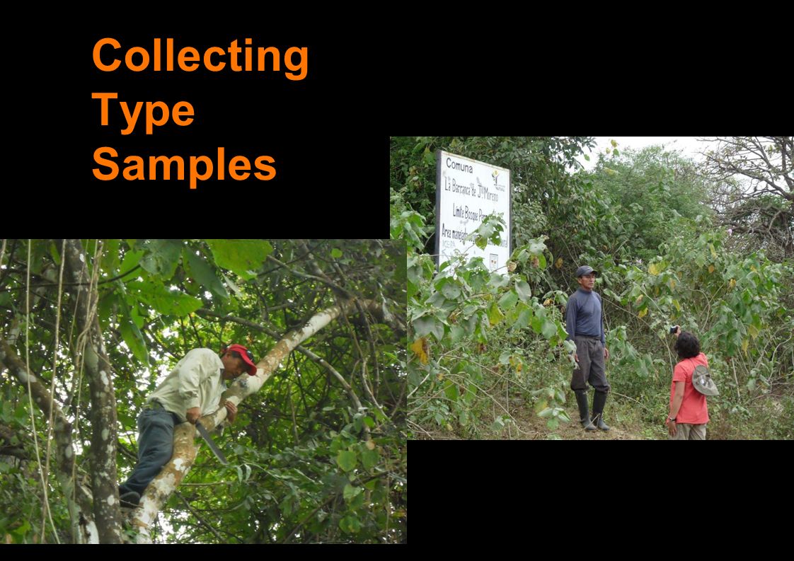 Collecting Type Samples