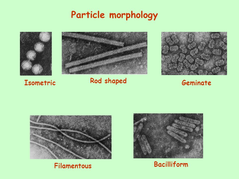 The Plant Viruses: The Filamentous Plant Viruses