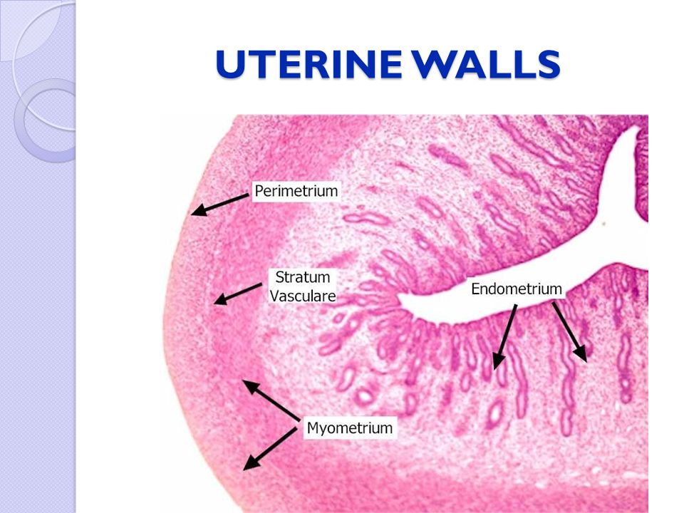Histology of vagina