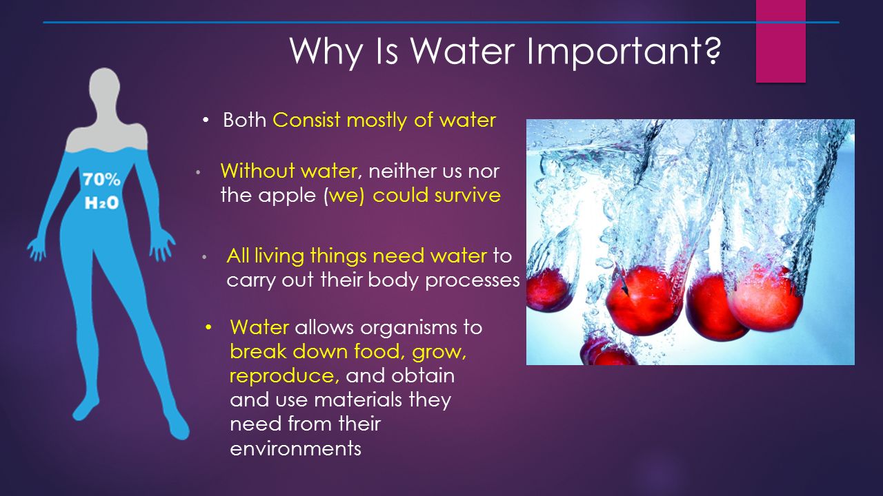 The water is fine chloe ament. Importance of Water. Why Water is so important. The importance of Water for Life. Why is the Water important?.