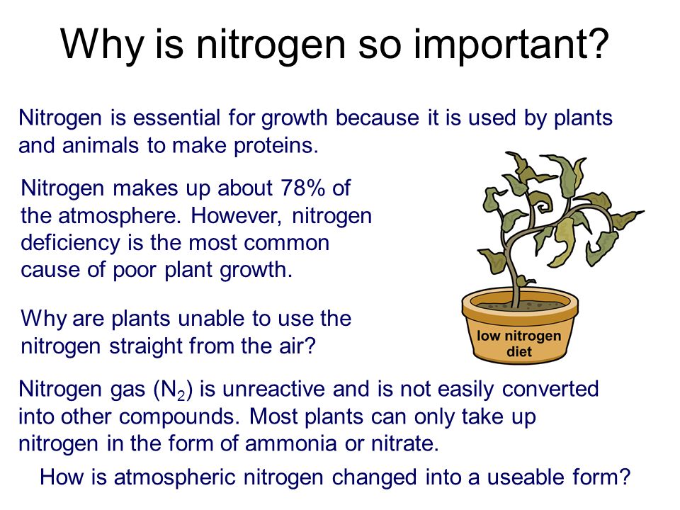 Nitrogen Cycle! Why is nitrogen important? It is found in two major  macromolecules including nucleic acids such as DNA and proteins. - ppt  download