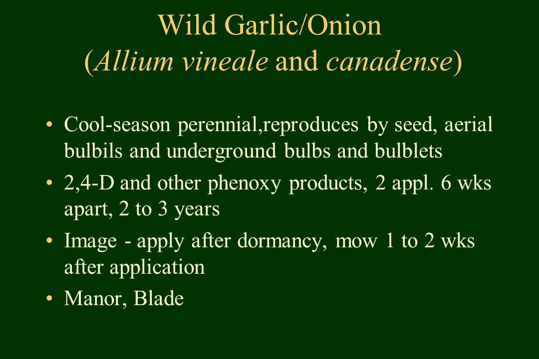Wild Garlic/Onion (Allium vineale and canadense) Cool-season perennial,reproduces by seed, aerial bulbils and underground bulbs and bulblets 2,4-D and other phenoxy products, 2 appl.