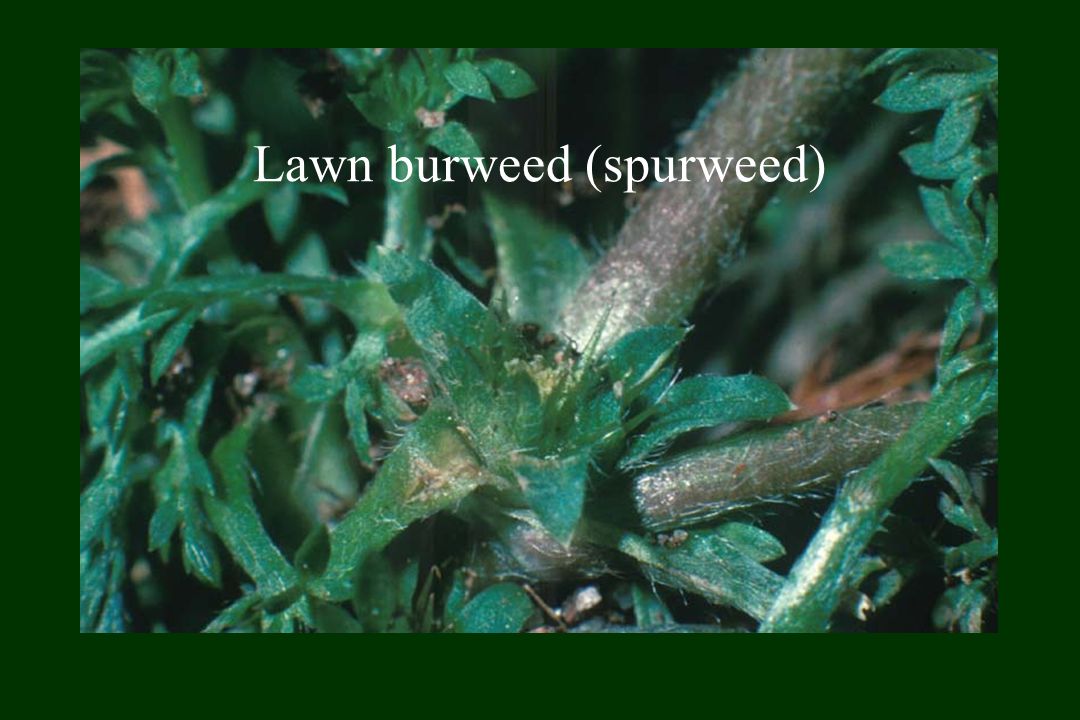 Lawn burweed (spurweed)
