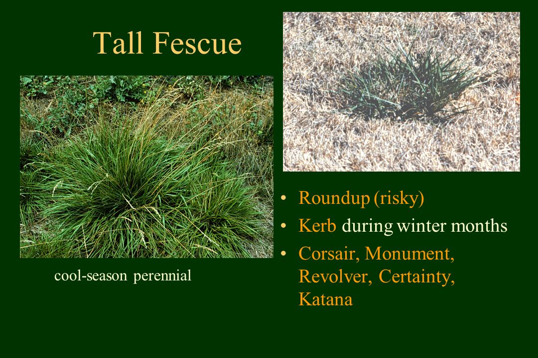 cool-season perennial Tall Fescue Roundup (risky) Kerb during winter months Corsair, Monument, Revolver, Certainty, Katana
