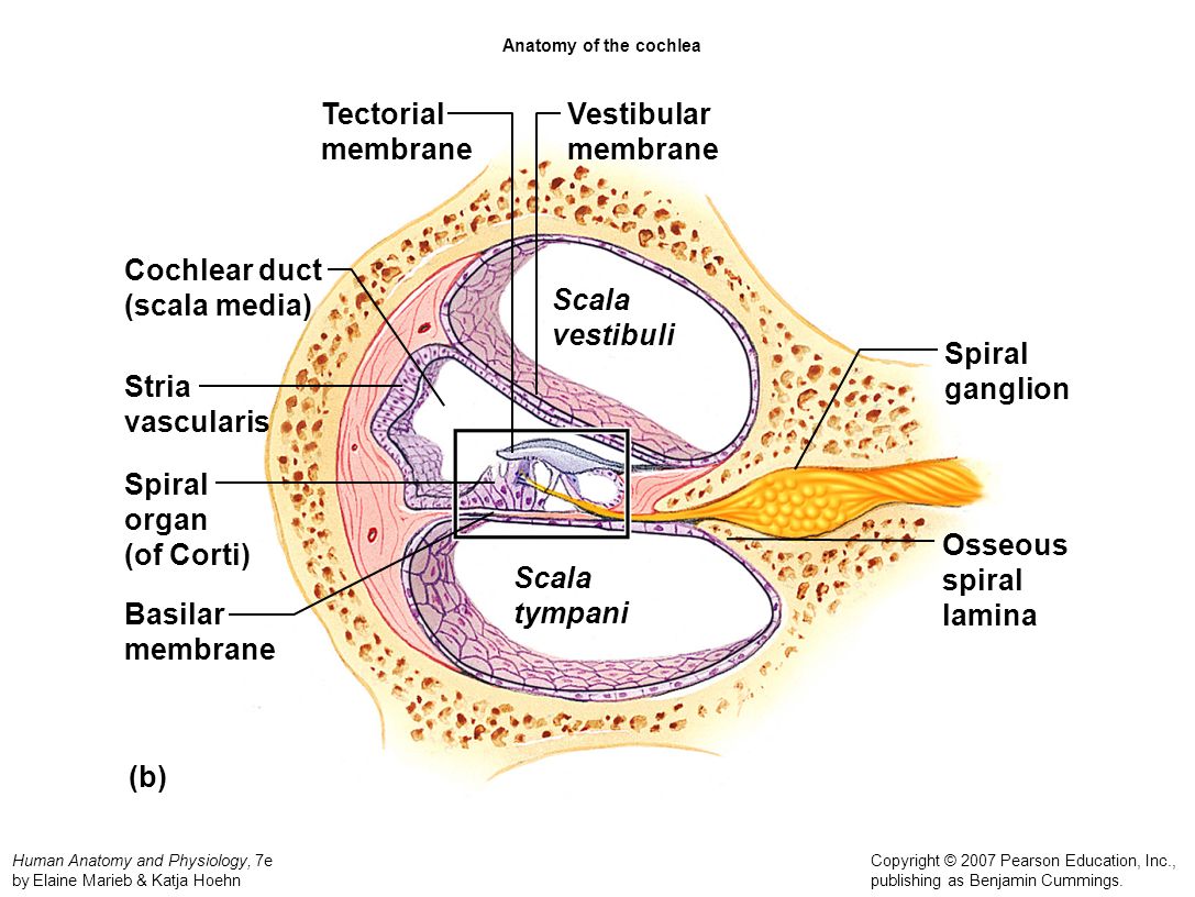 Состояние s c. Cochlea анатомия. Cochlea вид сверху. Scala vestibuli анатомия. Septum cochlea латынь.