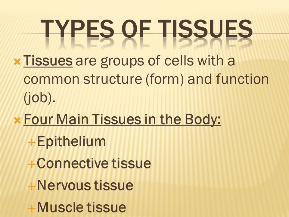 four main tissues of the body