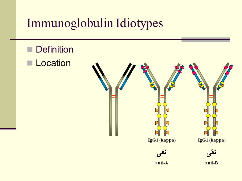 Иммуноглобулин 9. Иммуноглобулин. Immunoglobulins structure. Classes of the Immunoglobulin. Функции иммуноглобулинов.
