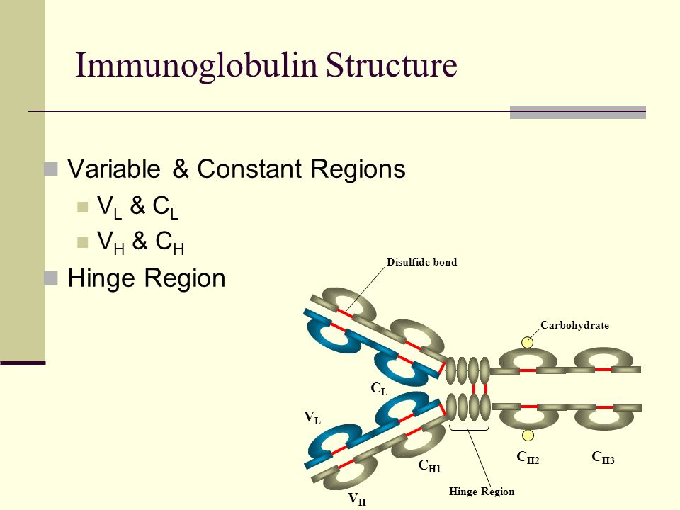 Иммуноглобулин 9
