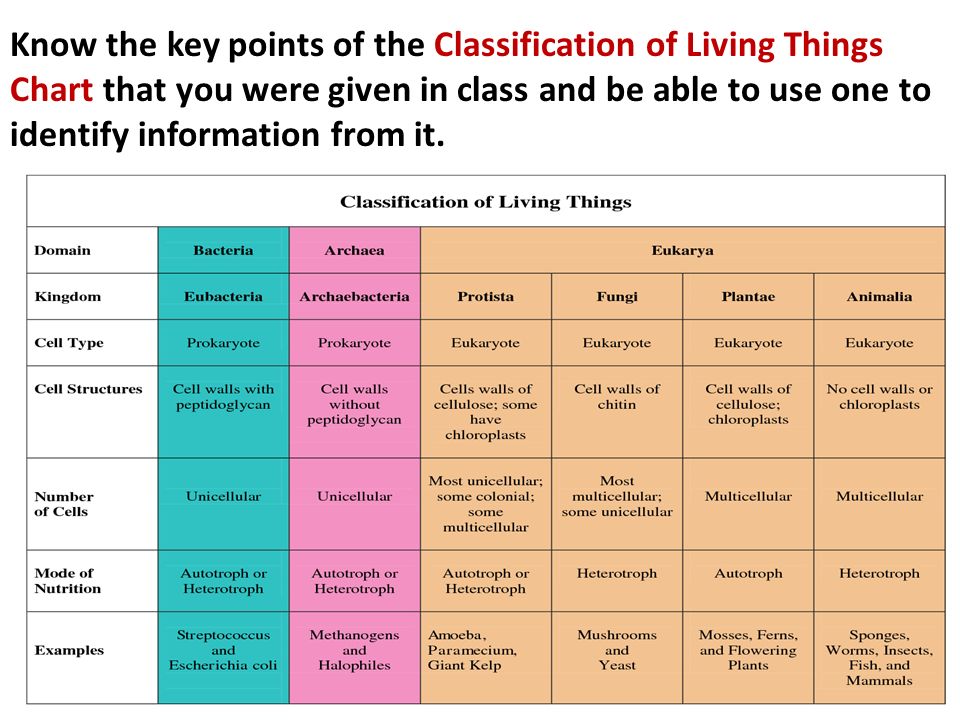 Classification Of Living Things Chart