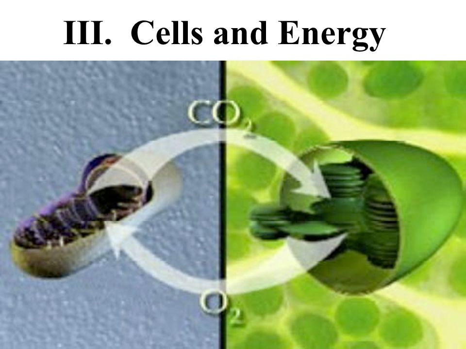 III. Cells and Energy