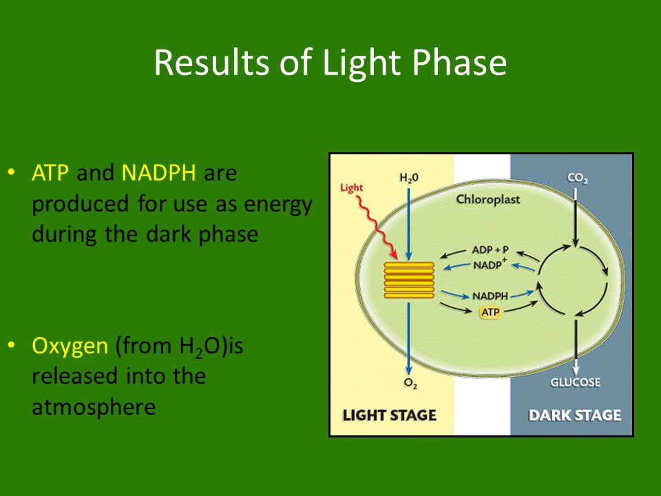 Photosynthesis From Light to Life. Definition The process by which plants  use CO 2 and water, along with the sun's energy to create glucose, a  simple. - ppt download