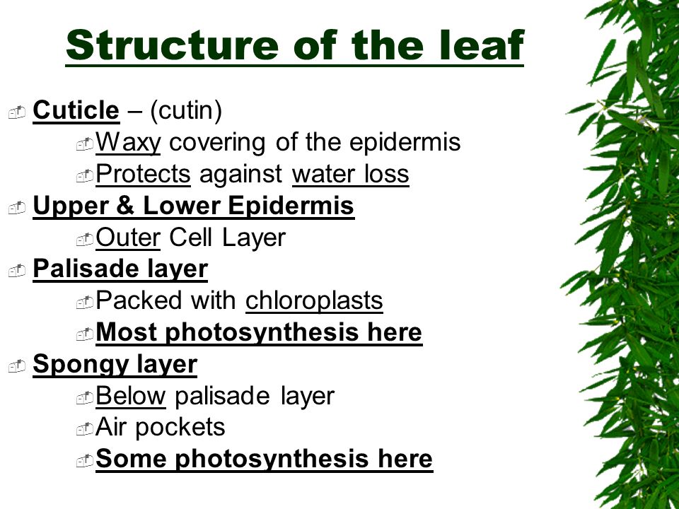 Photosynthesis takes place in:  Leaves (more surface area)  A little in the stem