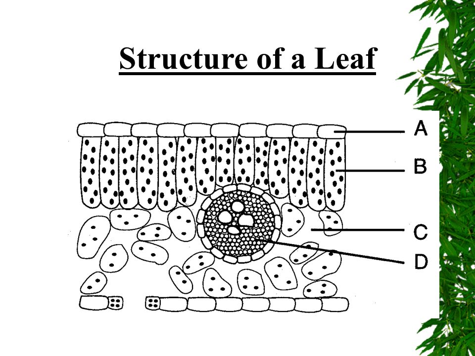  Mesophyll  2 layers- Palisade & Spongy  Guard Cells  Regulates the size of a stomate ( gas exchange)  Some photosynthesis here  Stomates (stoma)  Openings for gas exchange  Veins  Xylem – transports water  Phloem – transports food (glucose)