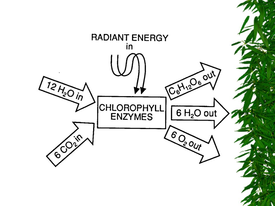 Wavelengths of Light  Why is chlorophyll green.