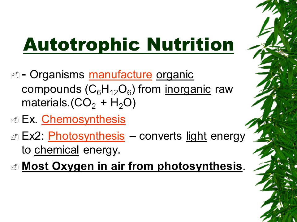Chapter 5 - Nutrition Photosynthesis
