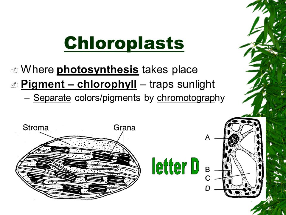 Autotrophic Nutrition  - Organisms manufacture organic compounds (C 6 H 12 O 6 ) from inorganic raw materials.(CO 2 + H 2 O)  Ex.