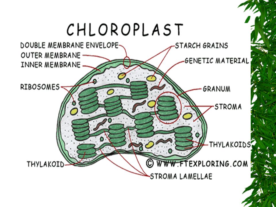 Chloroplasts  Where photosynthesis takes place  Pigment – chlorophyll – traps sunlight –Separate colors/pigments by chromotography