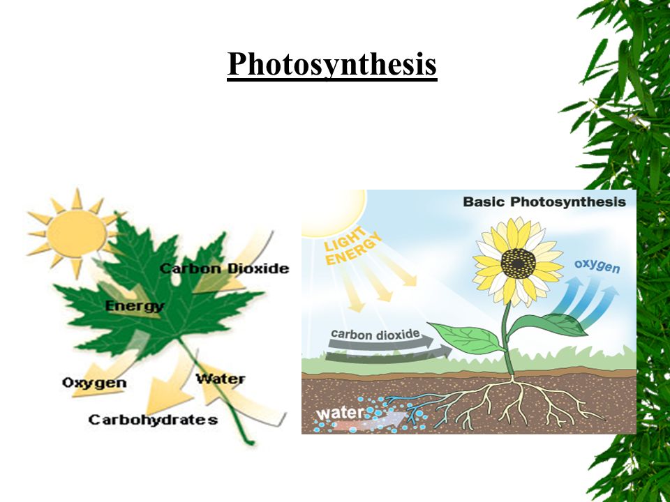 Photosynthetic Equation 6CO H 2 O  C 6 H 12 O 6 + 6O H 2 O Carbon Dioxide + Water  Glucose + Oxygen + Water ***Photosynthesis is the opposite of Respiration*** Photosynthesis: Occurs in plants, during the day, in the chloroplasts Respiration: All organisms, all the time, in the mitochondria