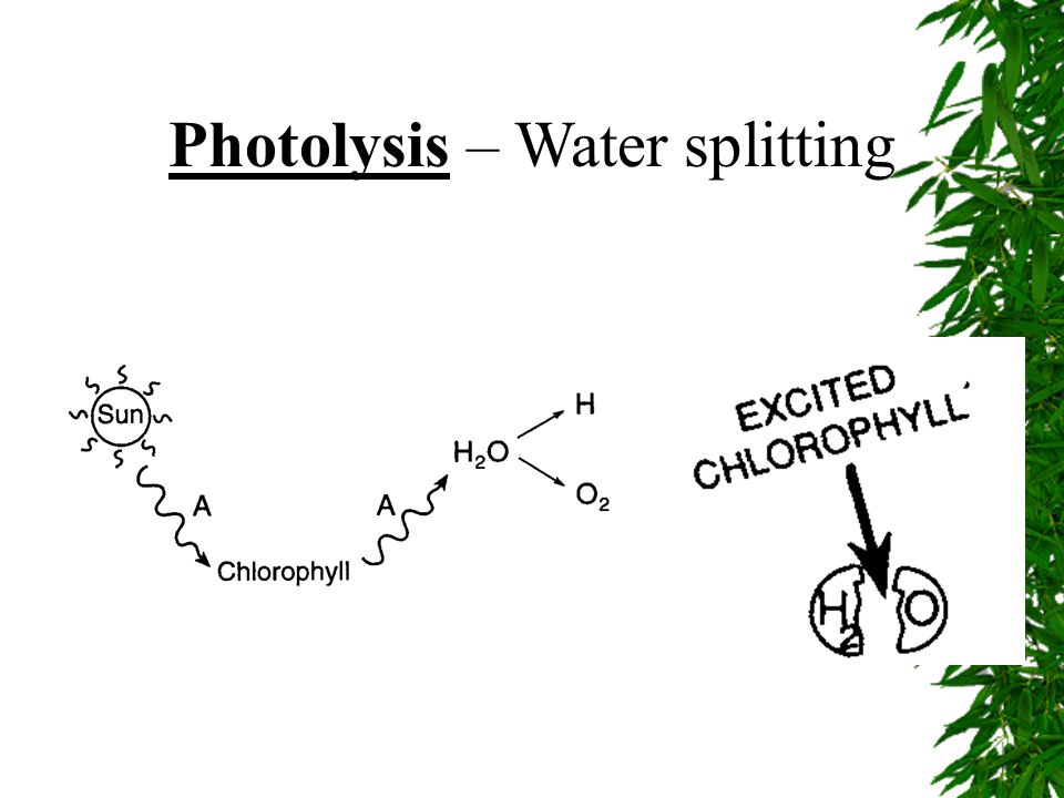 Reactions of Photosynthesis 1.