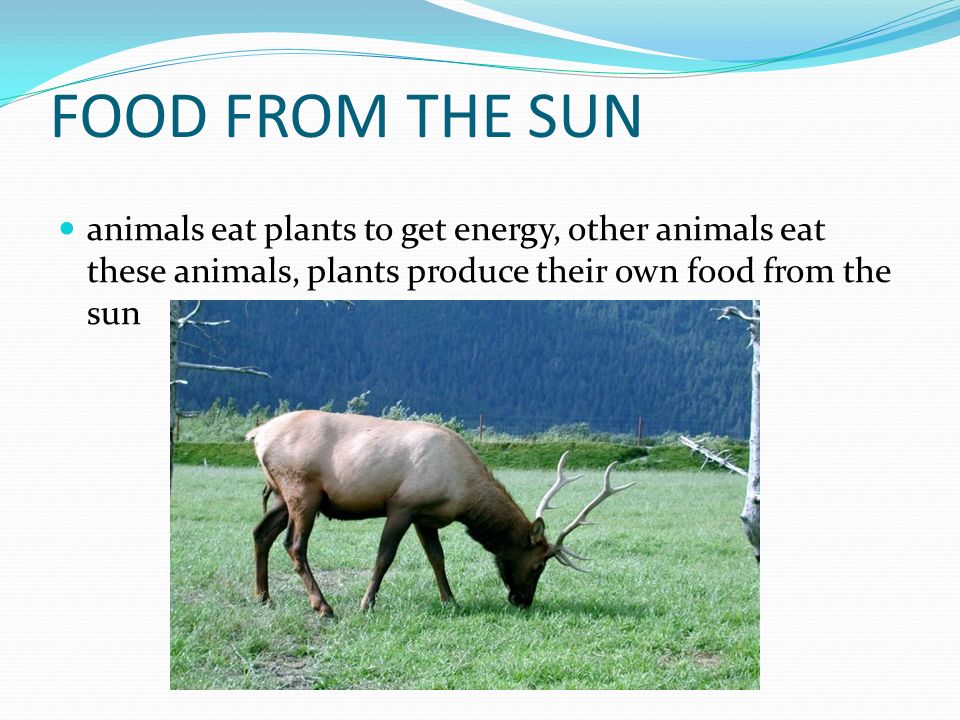 Energy In Animals' Food Was Once Energy From The Sun. - Lessons - Blendspace