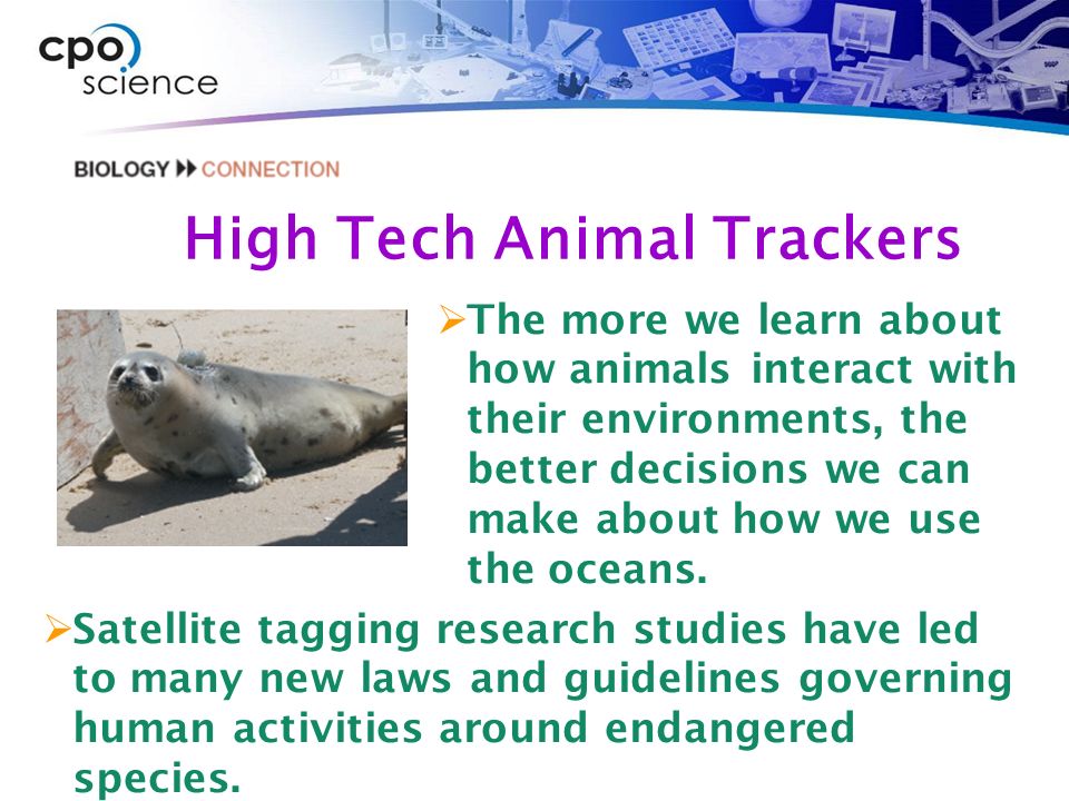 High Tech Animal Trackers  Satellite tagging research studies have led to many new laws and guidelines governing human activities around endangered species.