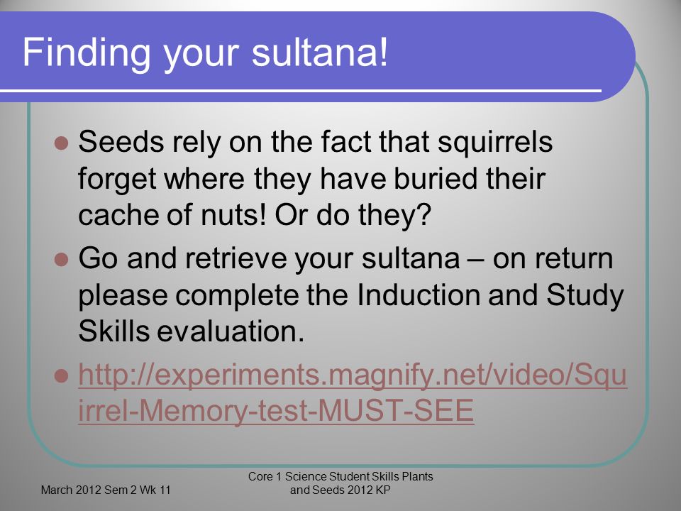 Finding your sultana.