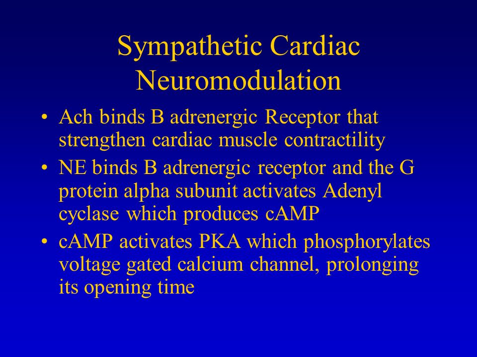 Sympathetic Cardiac Neuromodulation Ach binds B adrenergic Receptor that strengthen cardiac muscle contractility NE binds B adrenergic receptor and the G protein alpha subunit activates Adenyl cyclase which produces cAMP cAMP activates PKA which phosphorylates voltage gated calcium channel, prolonging its opening time