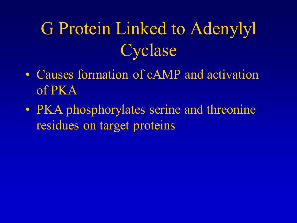G Protein Linked to Adenylyl Cyclase Causes formation of cAMP and activation of PKA PKA phosphorylates serine and threonine residues on target proteins