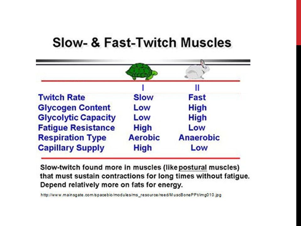 Fast faster правило. Fast Slow High Low. Twitch muscle Fibers. Fast up/down fast Slow таблица. Fast Slow Worksheet.