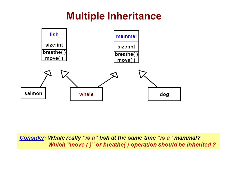 Multiple Inheritance fish salmon whale mammal dog breathe( ) move( ) Consider: Whale really is a fish at the same time is a mammal.