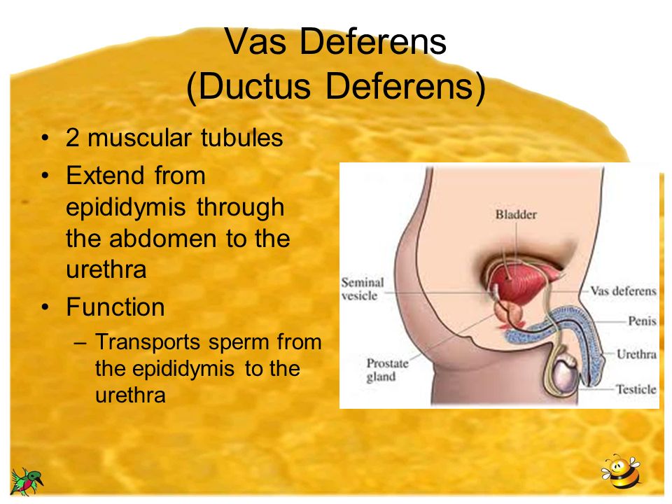 Vas Deferens (Ductus Deferens) 2 muscular tubules Extend from epididymis through the abdomen to the urethra Function –Transports sperm from the epididymis to the urethra