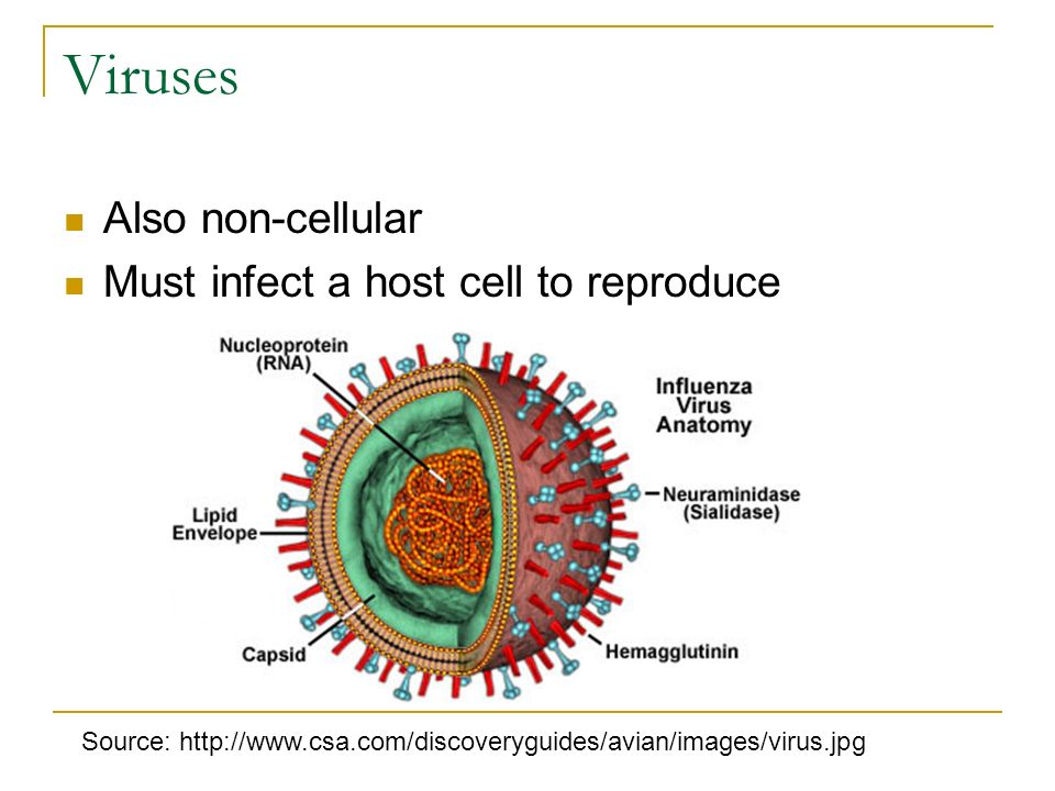 Pathogens Disease causing agents. Plague! 17 th Century: Europe Bubonic ...