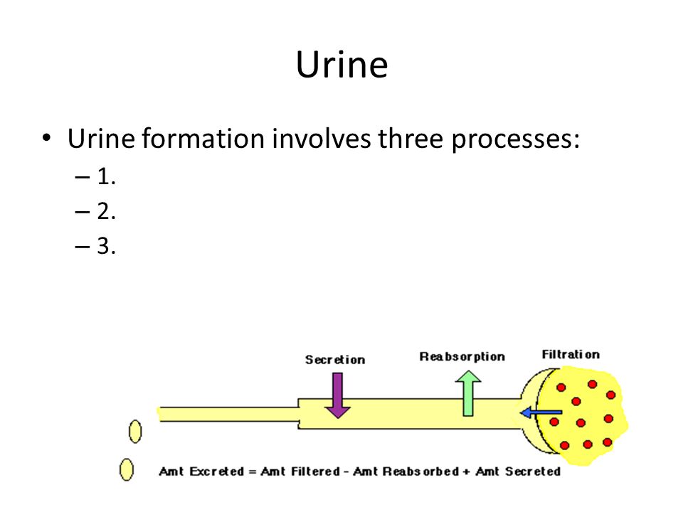 Urine Urine formation involves three processes: – 1. – 2. – 3.