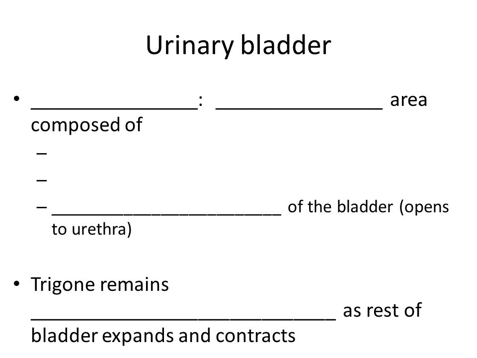 Urinary bladder ________________: ________________ area composed of – – _________________________ of the bladder (opens to urethra) Trigone remains _____________________________ as rest of bladder expands and contracts