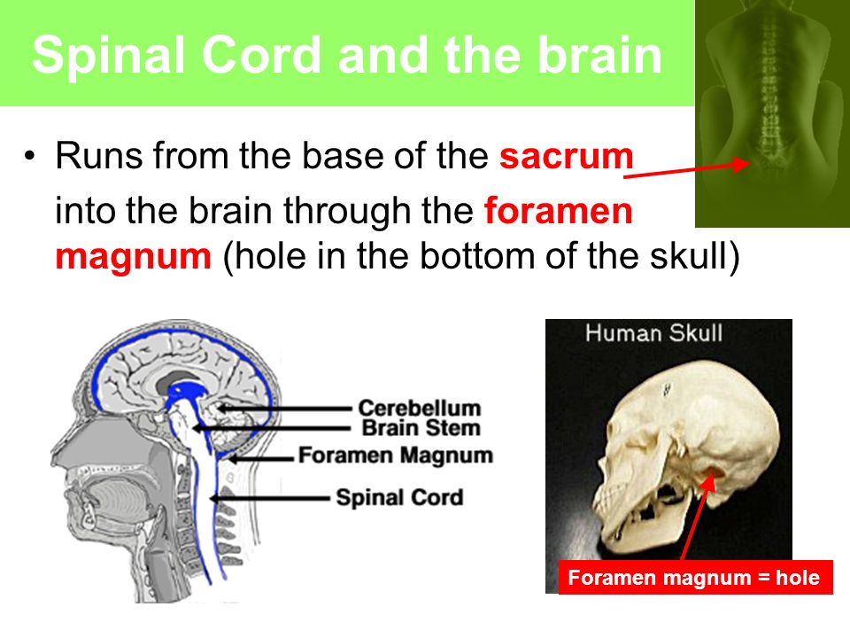 Spinal Cord and the brain Runs from the base of the sacrum into the brain through the foramen magnum (hole in the bottom of the skull) Foramen magnum = hole