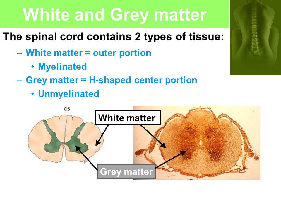 White and Grey matter The spinal cord contains 2 types of tissue: –White matter = outer portion Myelinated –Grey matter = H-shaped center portion Unmyelinated White matter Grey matter