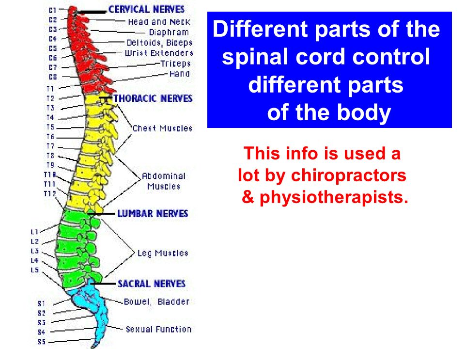 Different parts of the spinal cord control different parts of the body This info is used a lot by chiropractors & physiotherapists.