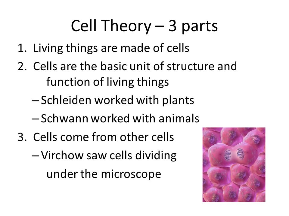 Image result for cell theory images