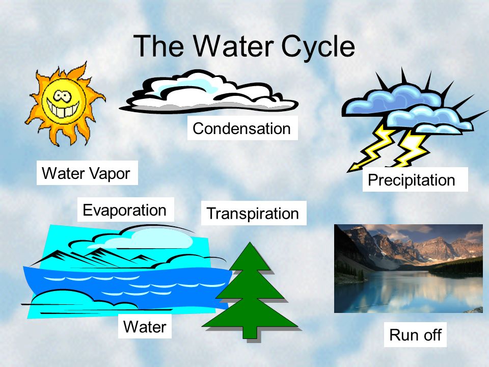 The Water Cycle Condensation Water Vapor Water Precipitation Evaporation Run off Transpiration