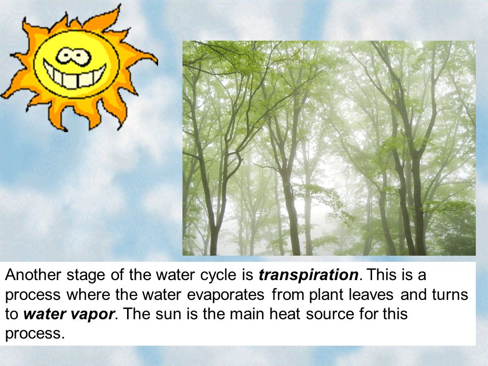 Another stage of the water cycle is transpiration.