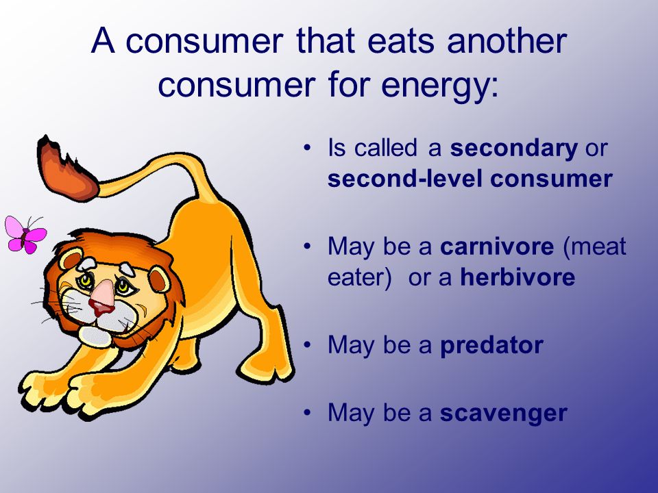 A consumer that eats another consumer for energy: Is called a secondary or second-level consumer May be a carnivore (meat eater) or a herbivore May be a predator May be a scavenger
