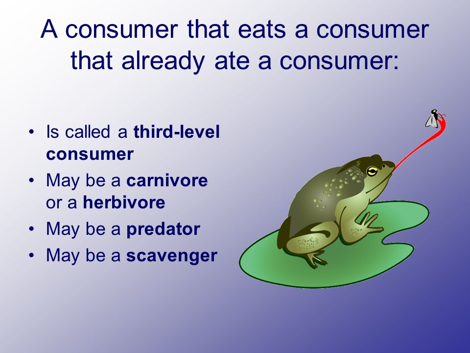 A consumer that eats a consumer that already ate a consumer: Is called a third-level consumer May be a carnivore or a herbivore May be a predator May be a scavenger