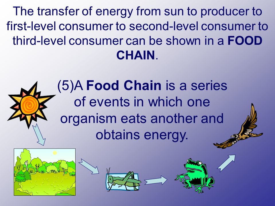 The transfer of energy from sun to producer to first-level consumer to second-level consumer to third-level consumer can be shown in a FOOD CHAIN.