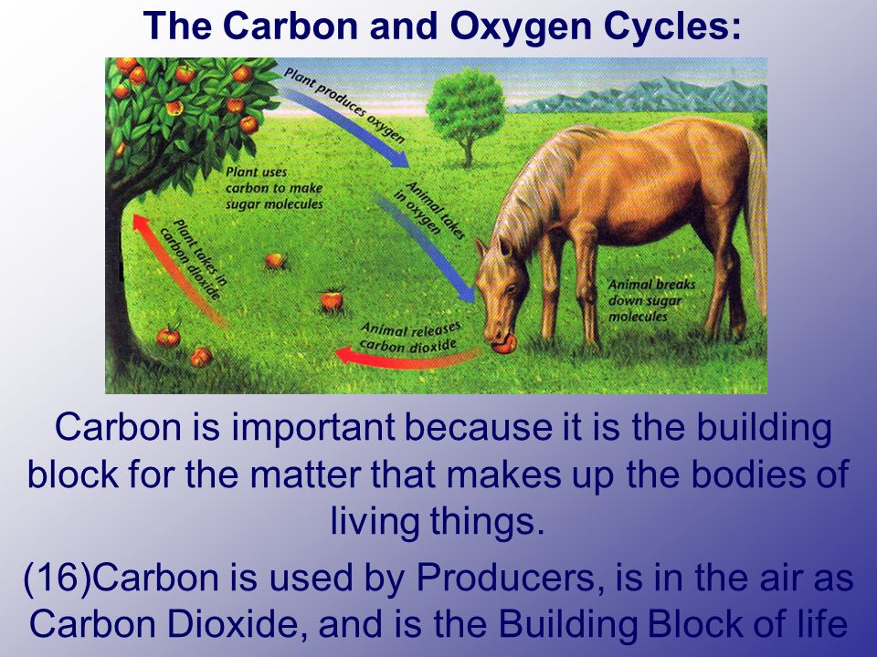 Carbon is important because it is the building block for the matter that makes up the bodies of living things.